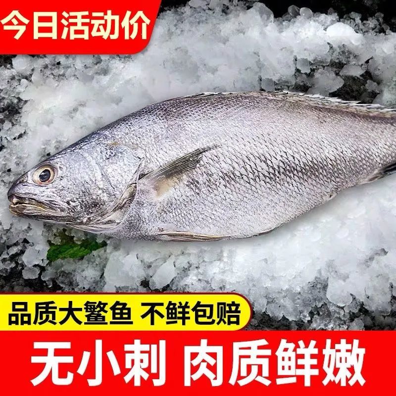 舟山米鱼野生敏鱼新鲜大鮸鱼冰冻鳘鱼深海海鲜鲜活水产整箱批发价