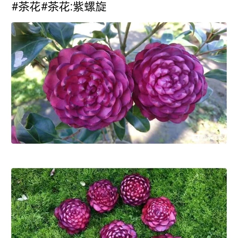 稀有名贵品种 茶花紫螺旋  ,洒金宝珠,帕克雷欧