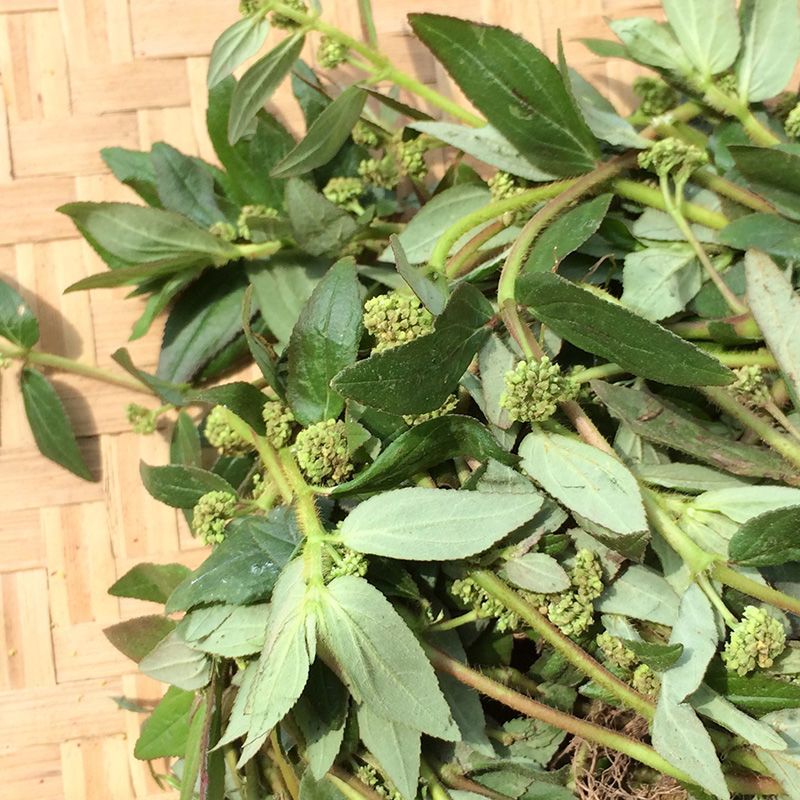 野生飞扬草新鲜现采中草药材大乳汁草宝宝洗澡奶子草白乳草节节花