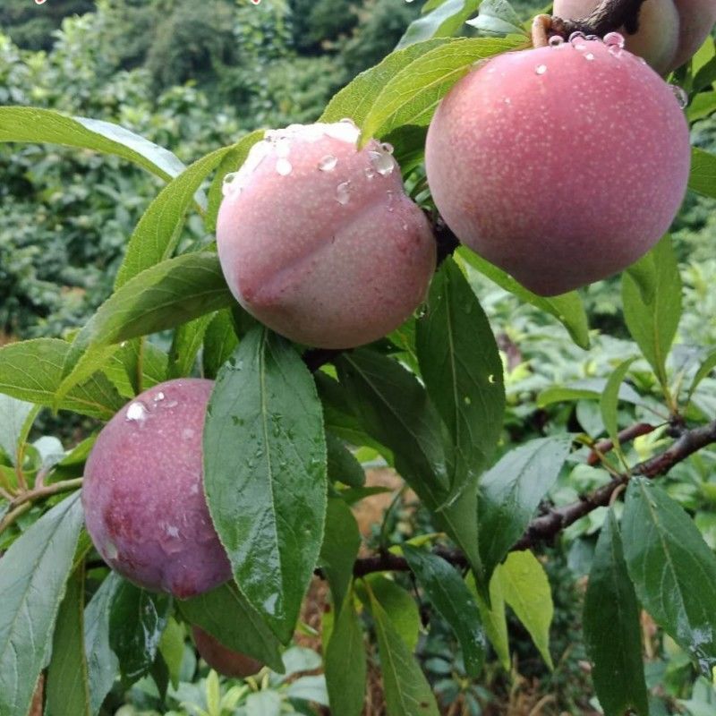 新品种嵊州嫁接李子树苗红肉李子苗桃形李子苗南北方种植当年结果