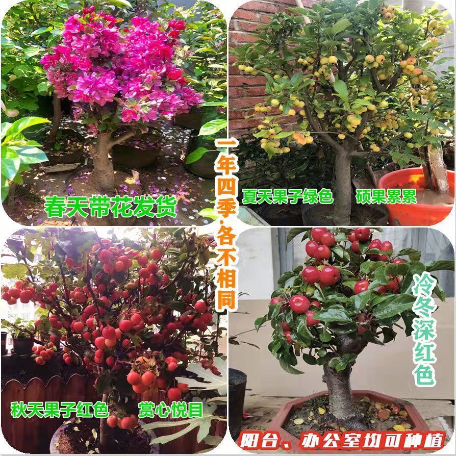 海棠花冬红果树苗盆景果树海棠盆栽地栽老桩长寿果苹果苗当年结果 虎窝拼
