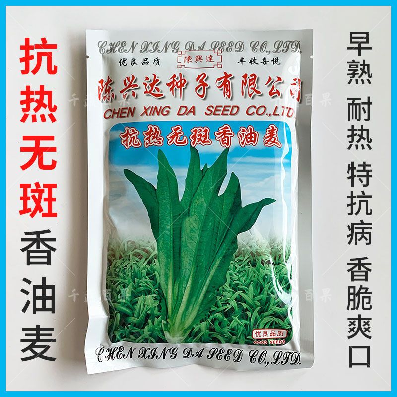 广西柳州陈兴达抗热无斑香油麦种子四季高产青菜种籽农家蔬菜种孑