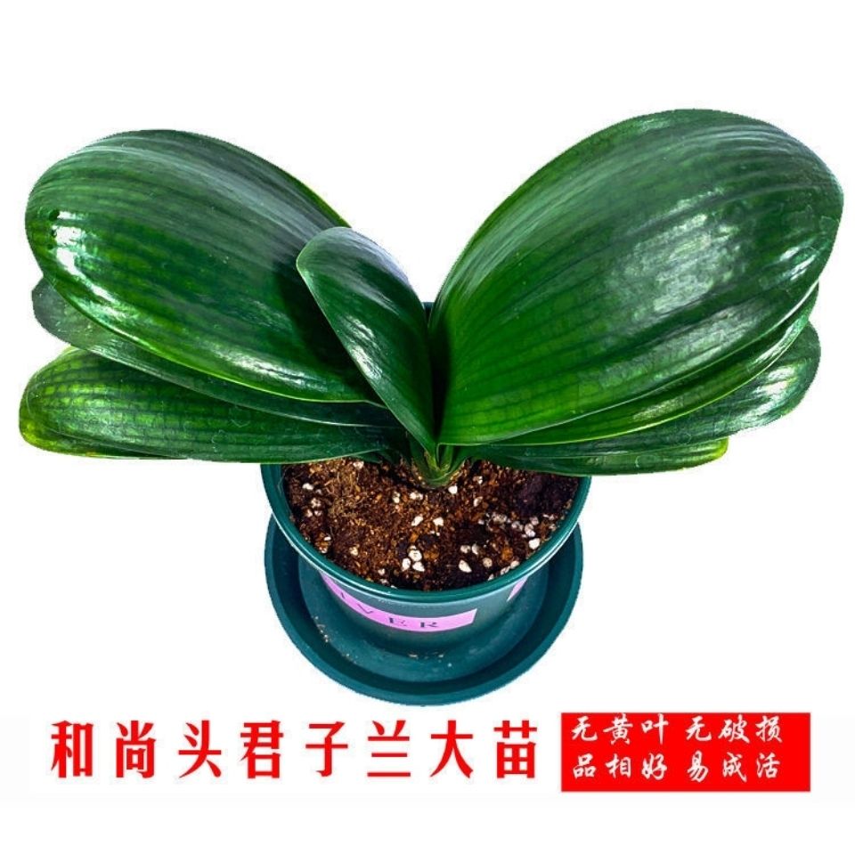 君子兰盆栽大苗圆头和尚精品宽叶室内客厅花卉四季好养易活绿植物