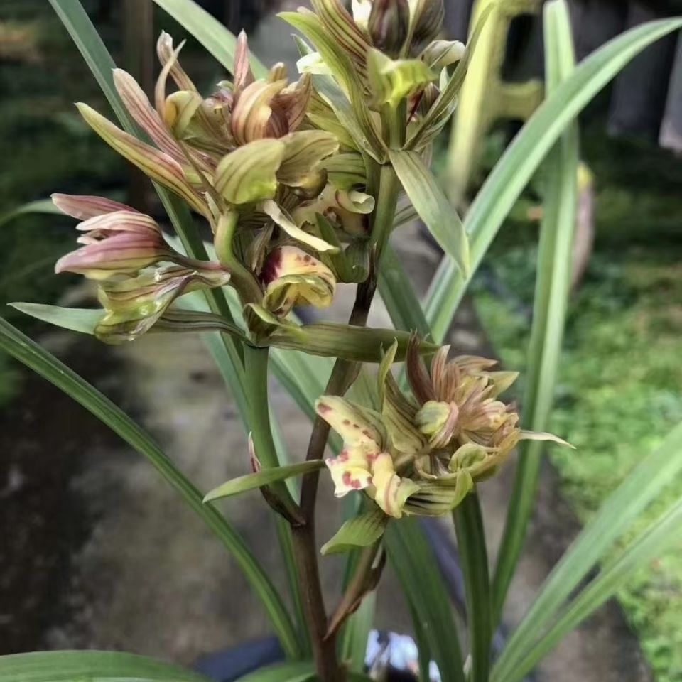 寒兰奇花 桂林牡丹 浓香型色花奇花