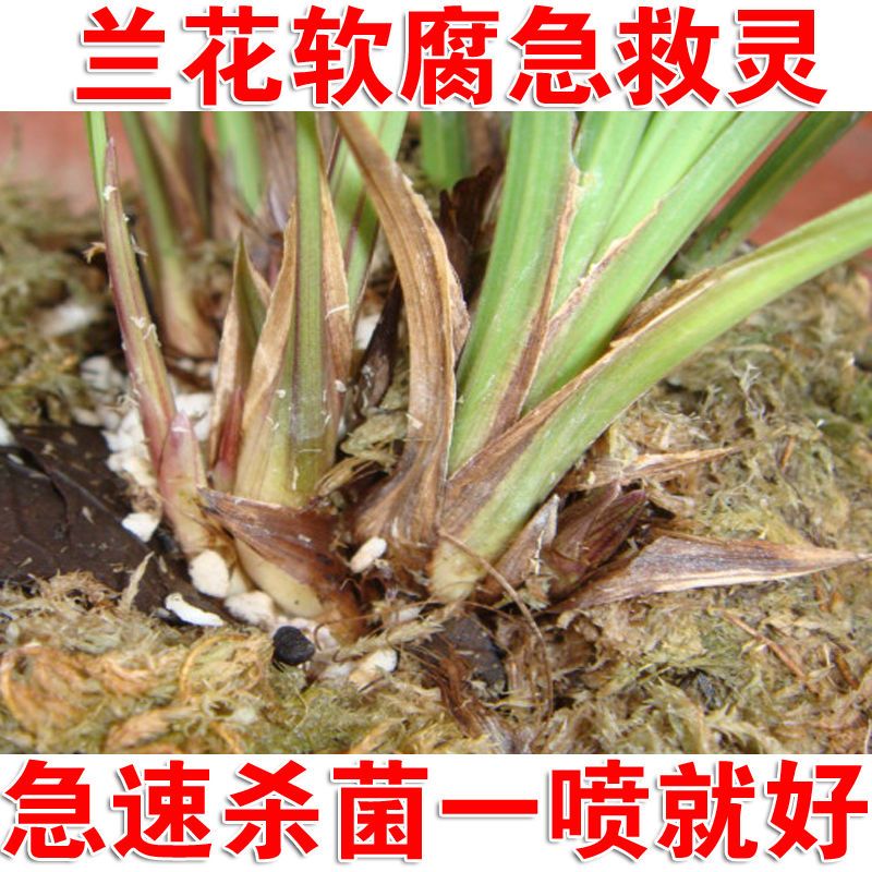 兰花杀菌剂兰花专用药软腐病茎腐病根腐病兰花病全治病毒细菌真菌