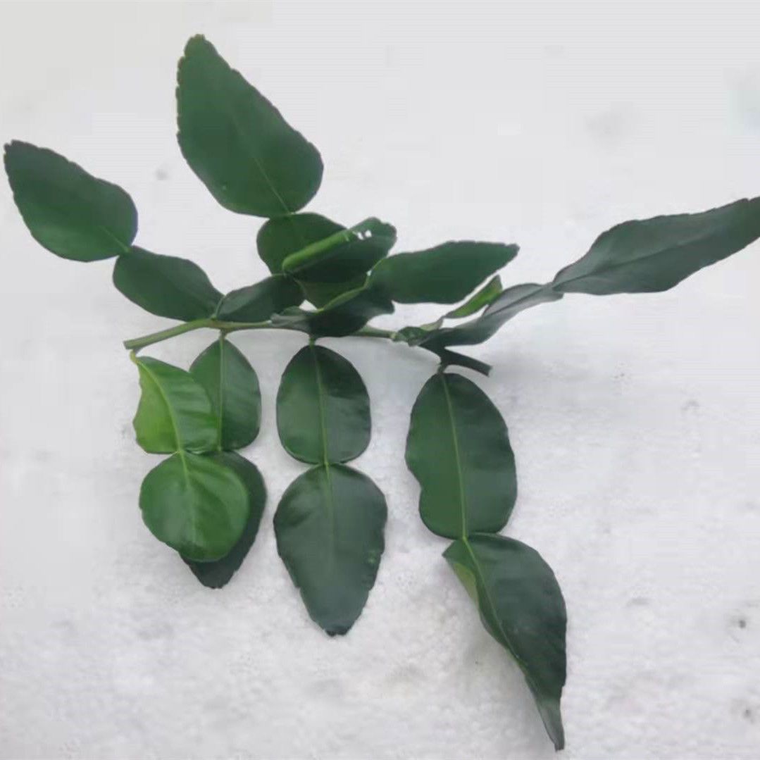 新鲜泰国柠檬叶 带枝带叶马蜂橙丑皮皱皮柠檬叶冬阴功汤食用香料【10