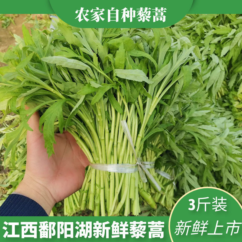 藜蒿新鲜包邮3斤芦蒿 江西鄱阳湖藜蒿带叶5斤农家篱蒿去根蔬菜1斤【2