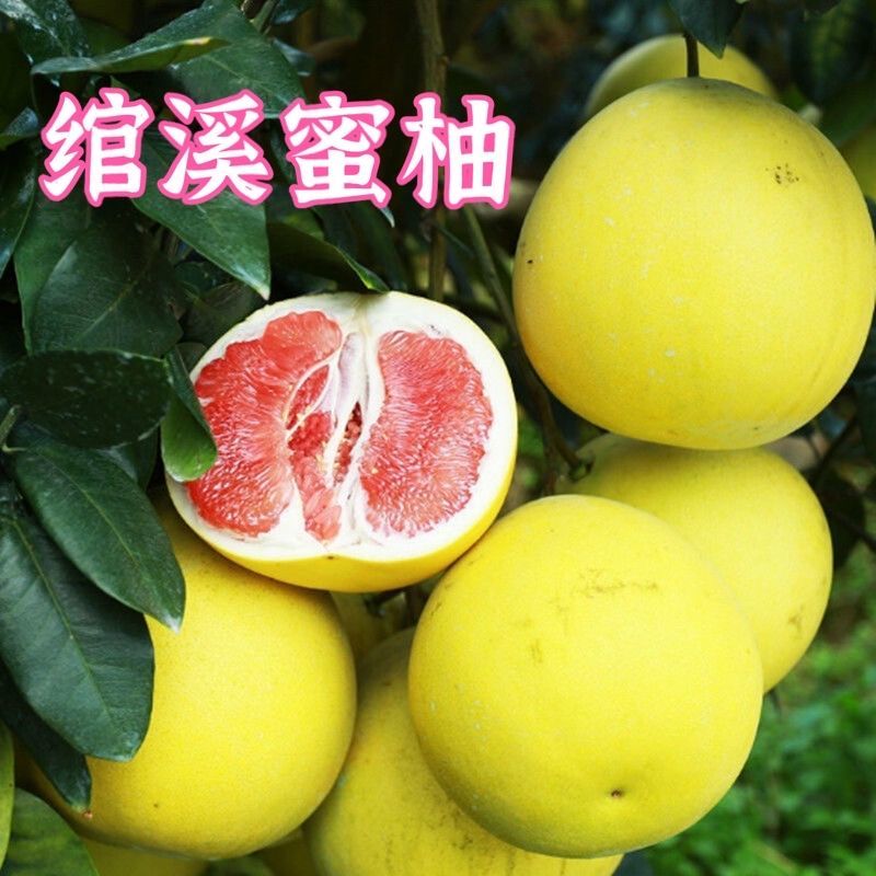 正宗绾溪蜜柚红肉甜柚子南北方种植嫁接柚子树苗地栽盆栽当年结果