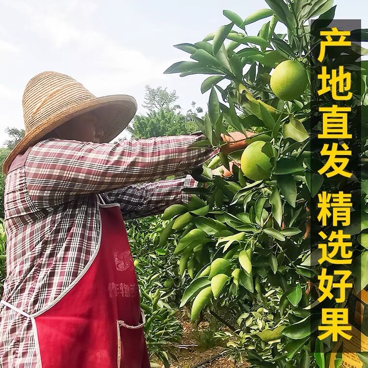 88846-云南高山冰糖橙当季橙子孕妇水果新鲜超甜橙子10斤正宗冰糖橙手剥-详情图