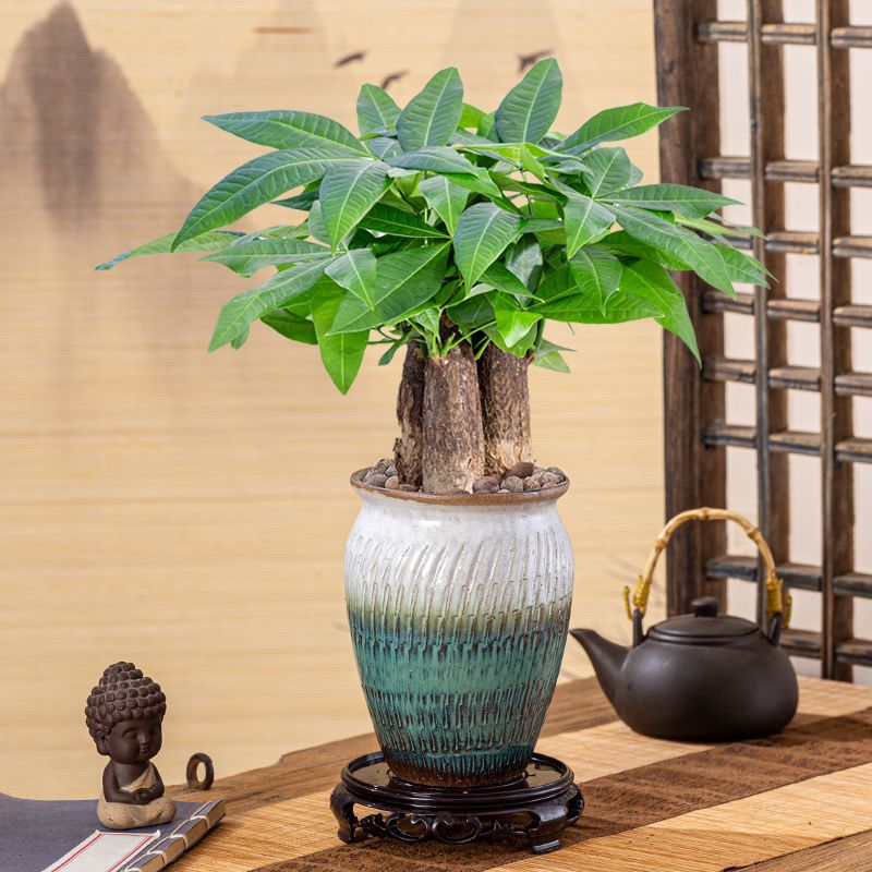 发财树盆栽绿植花卉植物室内招财树旺宅净化空气办公室盆景钱串子