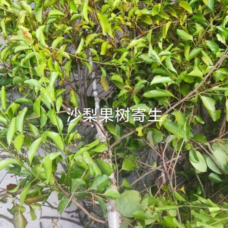 沙梨树寄生茶沙梨果树寄生茶沙梨寄生干品500克包邮可订采鲜品.