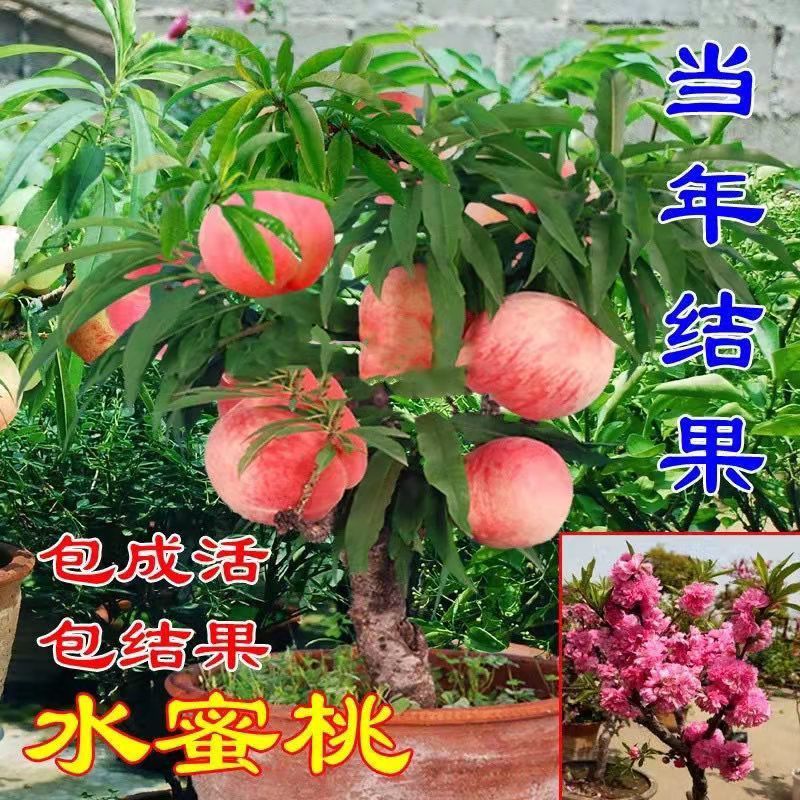 桃树苗盆栽矮化嫁接寿星桃水蜜桃树苗特大南北方地栽种植当年结果