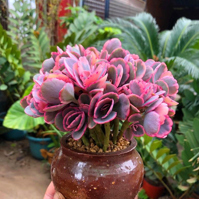 蝴蝶之舞锦多肉植物粉色玉吊钟肉肉桌面阳台绿植花卉盆栽防辐射