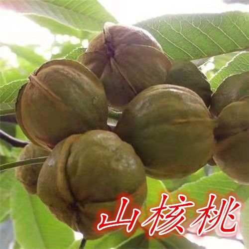 临安山核桃树苗嫁接核桃树苗红仁核桃树苗南方北方种植当年结果苗