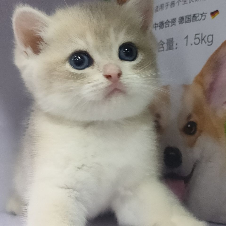 广东发货纯种蓝金乳色橘色网红猫金渐层英短小猫咪活体宠物猫银渐