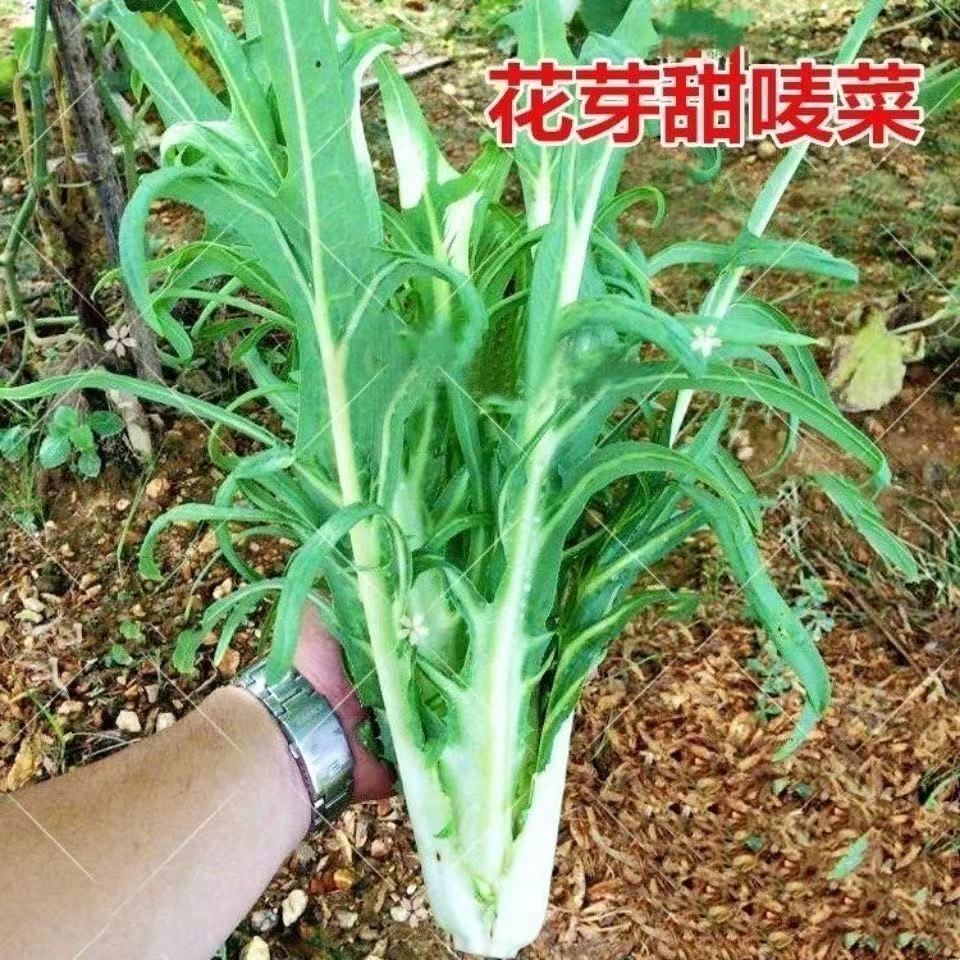 四季花芽甜麦菜种子甜麦菜种子阳春春湾花芽甜麦菜种子农家蔬菜种