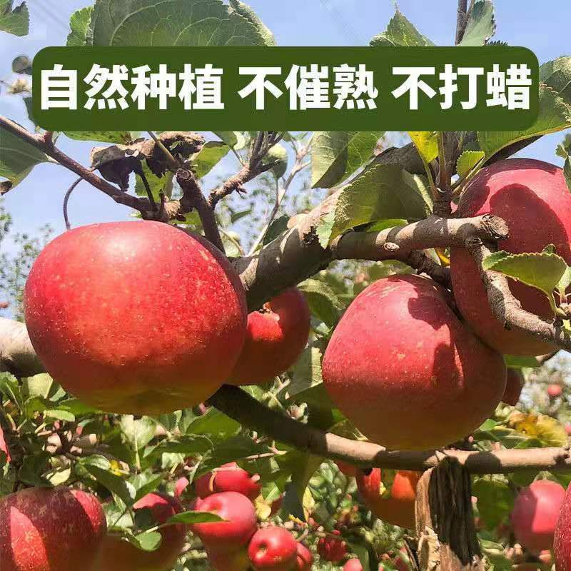 88738-【正宗大凉山冰糖心丑苹果富士特级大果新鲜整箱10斤非阿克苏苹果-详情图