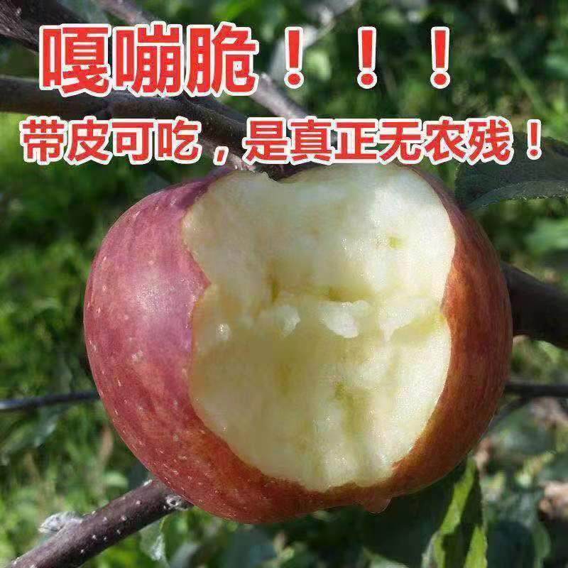 88738-【正宗大凉山冰糖心丑苹果富士特级大果新鲜整箱10斤非阿克苏苹果-详情图