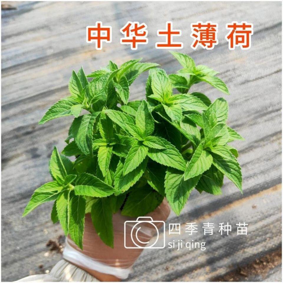 正宗中华土薄荷中草药材盆栽苗用可食清凉野薄荷室内好养四季常青