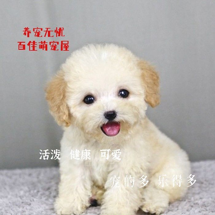 纯种博美犬幼犬茶杯犬活体俊介小型犬宠物长不大迷你博美宠物狗狗 麦斯犬舍 纯种博美犬幼犬茶杯犬活体俊介小型犬宠物长不大迷你博美宠物狗狗 麦斯犬舍
