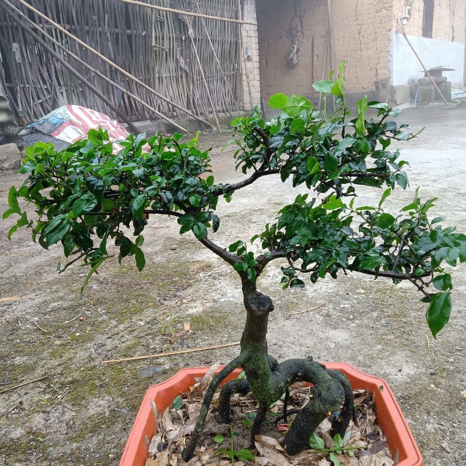 金弹子熟桩嫁接 观果盆栽 一图一拍原图发货