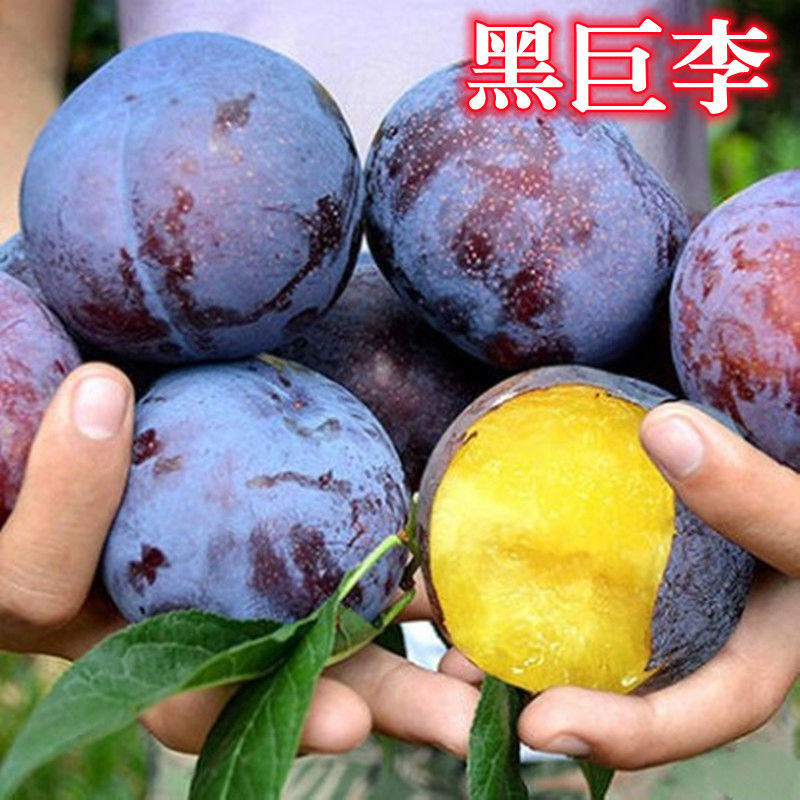 美国大黑李子 黑巨王李 嫁接李树苗布朗李巨型黑李苗南方北方种植