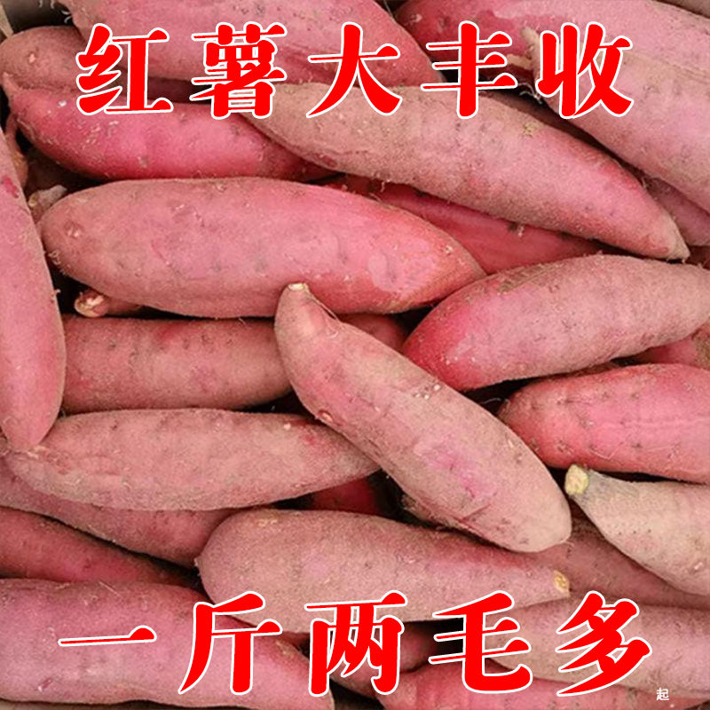 88773-西瓜红番薯沙地现挖新鲜蜜薯红薯板栗薯地瓜农家自种批发软糯香甜-详情图