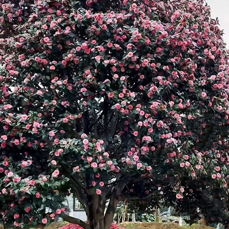 批发正宗原生日本茶梅大树摇花乐茶花雨花朵成千上万当年开花士球