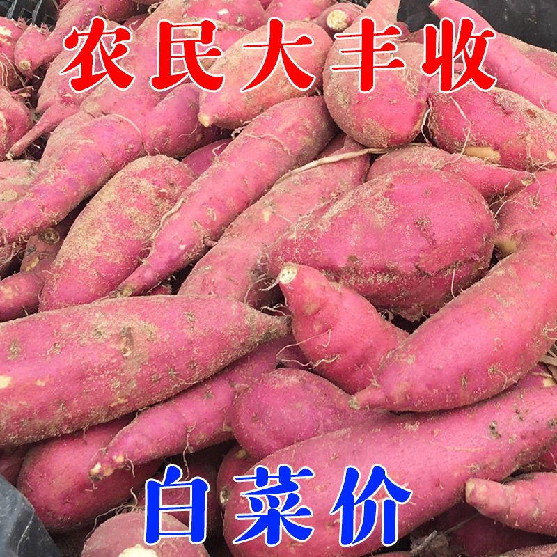 88773-西瓜红番薯沙地现挖新鲜蜜薯红薯板栗薯地瓜农家自种批发软糯香甜-详情图