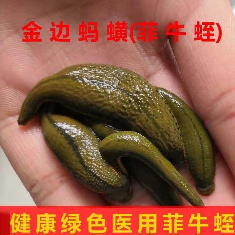 水蛭活体蚂蟥活体菲牛蛭金边蚂蟥医用活体治疗水蛭素