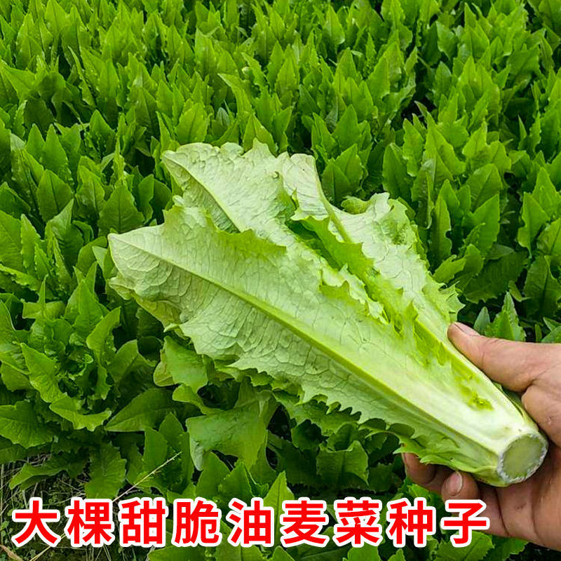 大棵型油麦菜种子香麦菜菜籽四季种籽蔬菜孑农家菜种早春籽种大全