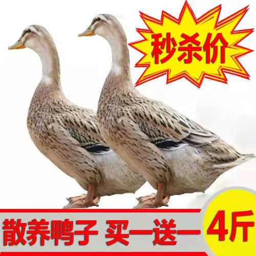105883-【买1送1】农村散养土鸭麻鸭整只新鲜鸭肉鲜鸭子笨鸭水鸭鸭血-详情图