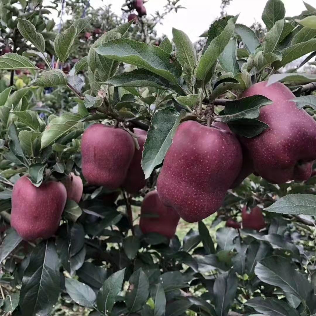 88626-现摘花牛苹果水果蛇果新鲜粉甘肃天水当季水果-详情图