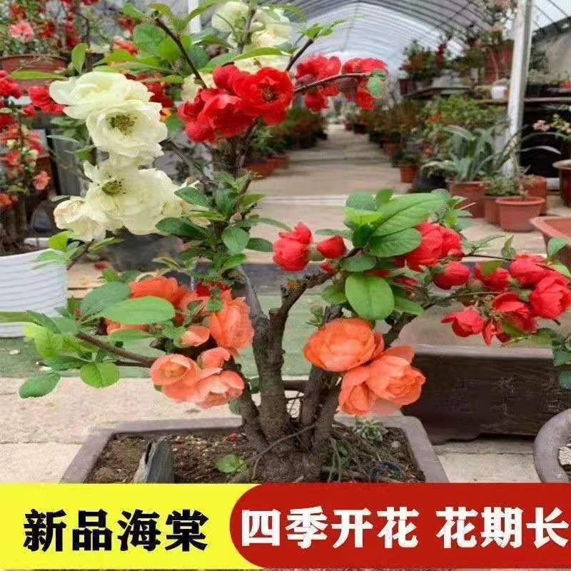 海棠花盆栽四季开花树苗重瓣阳台盆栽花卉老桩室内盆景绿植物庭院