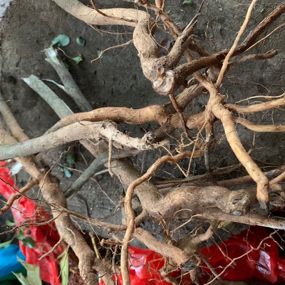 新鲜野生白花鬼根点火灯笼根苦灯笼白红花鬼灯笼灯笼根500g