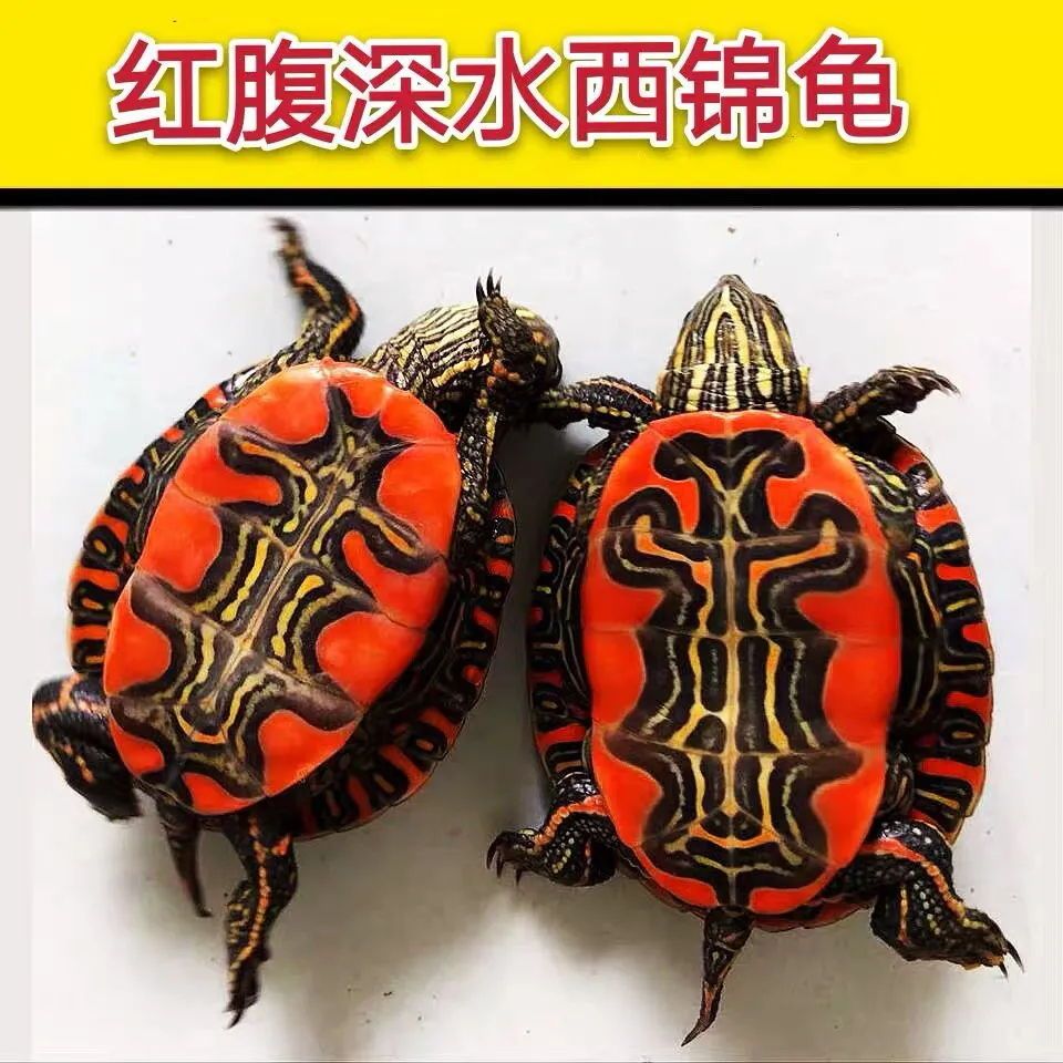 西锦龟深水龟西部锦龟苗红腹家养活体招财观赏小乌龟活物宠物拼团中
