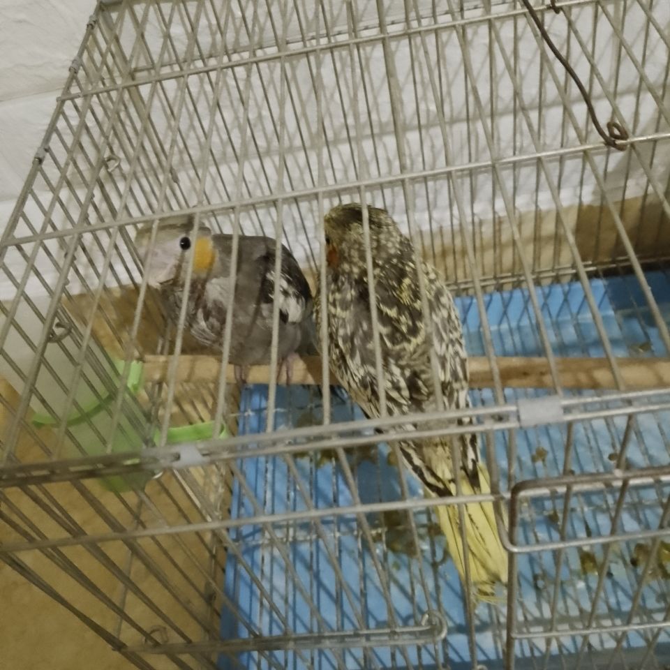原始灰雏鸟和珍珠雏鸟
