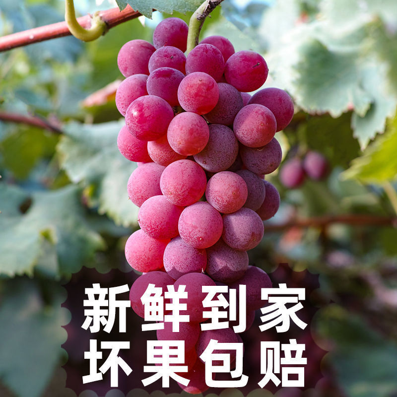 88805-红提葡萄新鲜水果非红宝石克伦生葡萄当季新鲜水果脆甜包邮-详情图