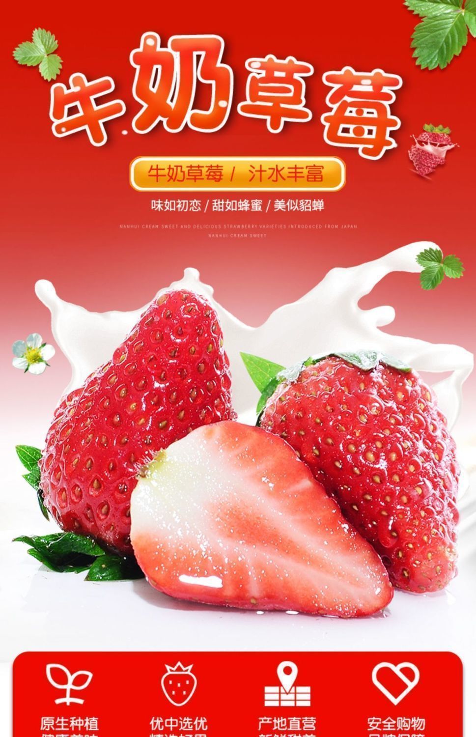 现摘草莓新鲜甜草莓奶油99水果批发九九非丹东红颜大凉山商用包邮