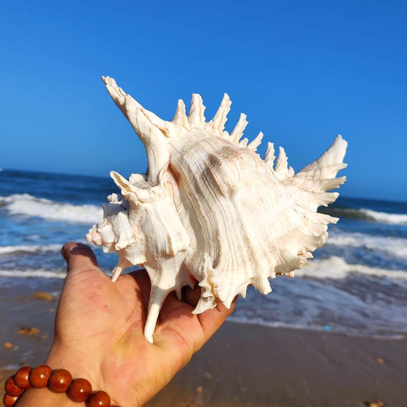 天然大海螺贝壳白千手螺家居摆件鱼缸造景水族箱装饰大贝壳海螺壳