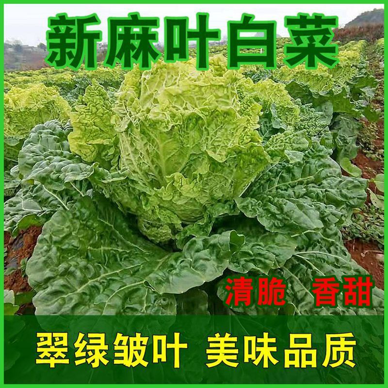 新鲜麻叶白菜贵州农家自种现摘大青麻菜露天包心菜青口菜蔬菜批发