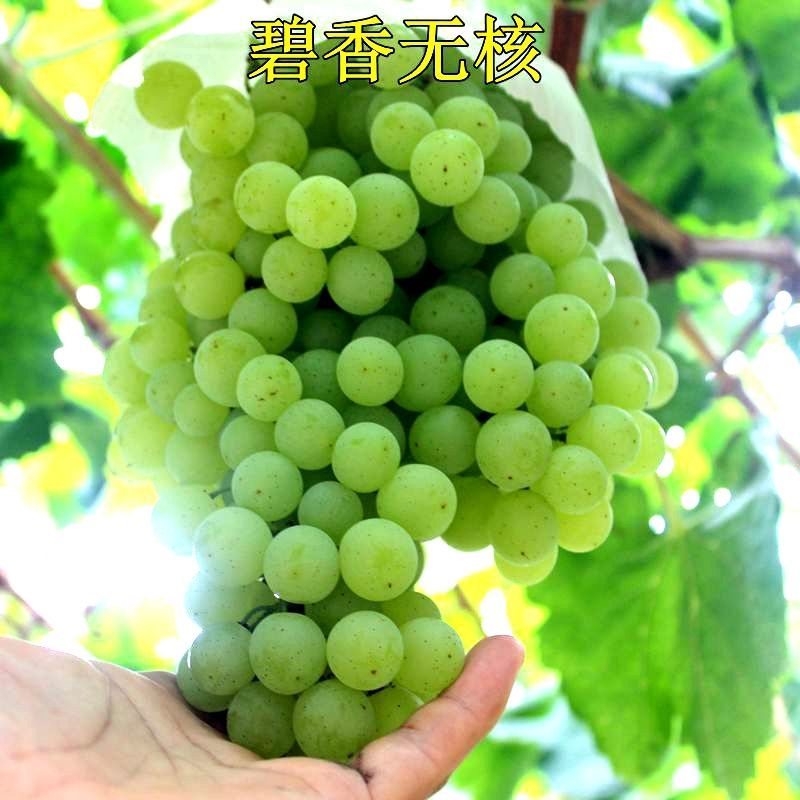 超早熟葡萄苗 碧香无核葡萄树苗又名旭旺一号无核葡萄树当年结果