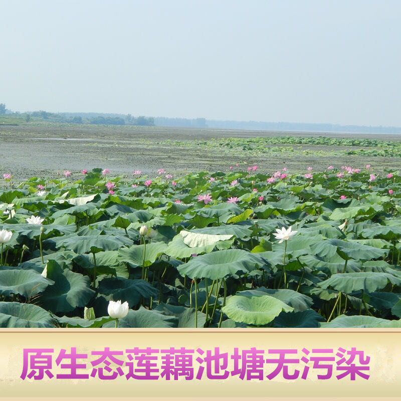 88574-【现挖现发】湖北洪湖粉藕新鲜煲汤藕青泥巴藕面藕炖汤粉糯莲藕【10月18日发完】-详情图