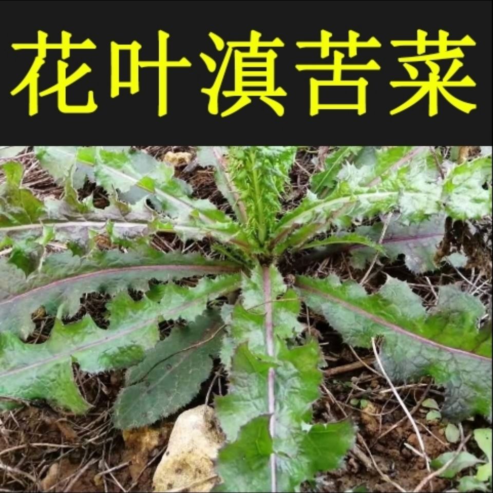 【野生花叶滇苦菜】苦菜苦苣菜青菜堇菜苦荬天香菜苦马菜新鲜干货