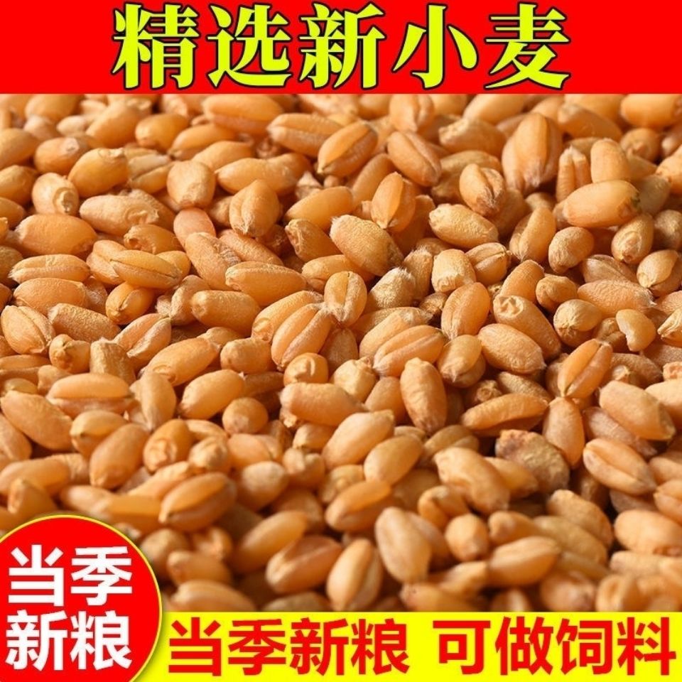 特价清仓小麦粒种麦子籽水培小麦草苗东麦种食用榨汁磨面酿酒麦酱 15天内发货 虎窝拼