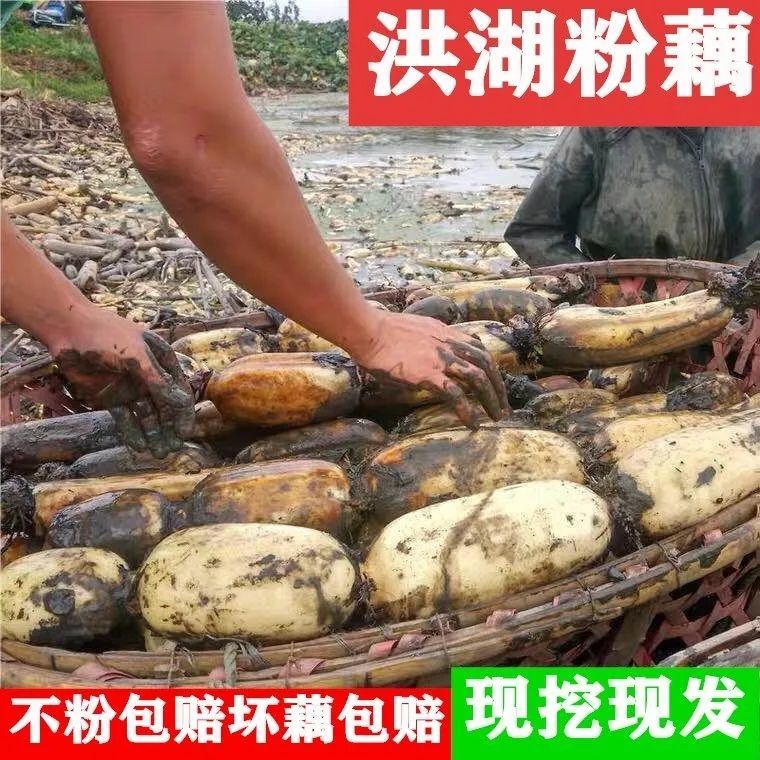 88574-【现挖现发】湖北洪湖粉藕新鲜煲汤藕青泥巴藕面藕炖汤粉糯莲藕【10月18日发完】-详情图