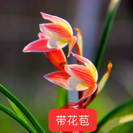 带花苞春兰仙羽霓裳名品高档兰花苗,盆栽名贵兰花卉室内盆栽绿植