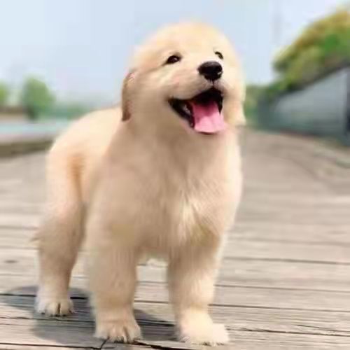 金毛幼犬纯种领养训练犬可爱温顺活体宠物真狗活体长毛狗狗【4月4日发