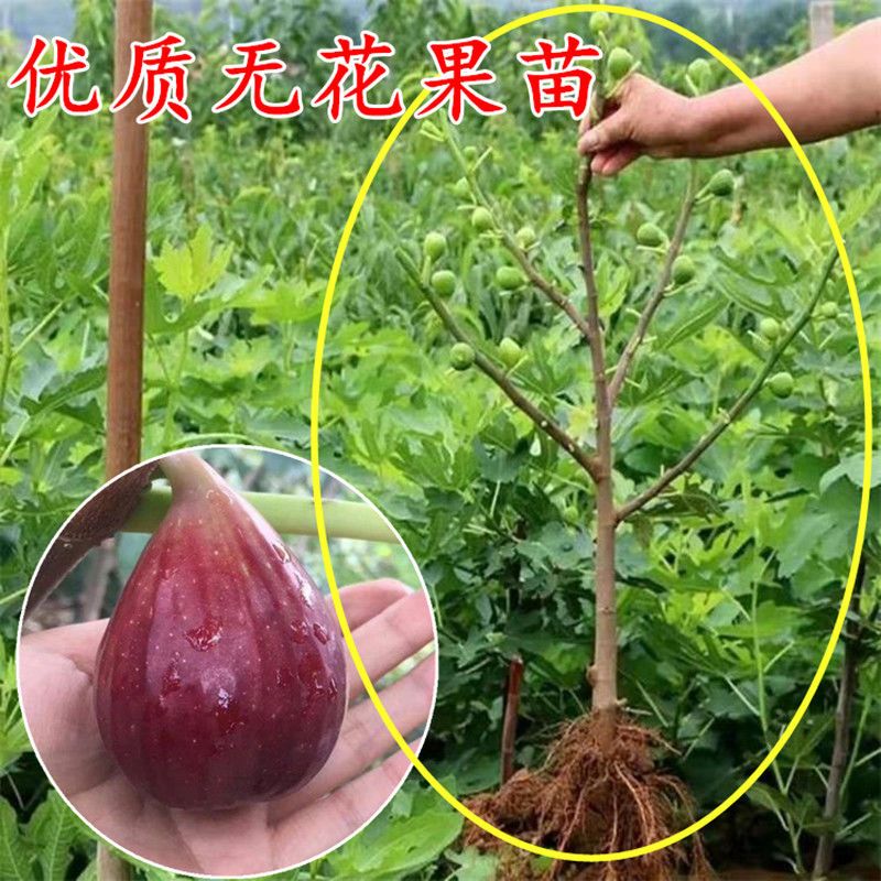 日本紫果无花果苗布兰瑞克威海青皮无花果大苗波姬红无花果扦插苗