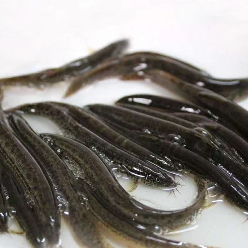 泥鳅鲜活野生泥鳅鱼食用泥鳅青鳅高蛋白低脂肪营养滋补现杀现发